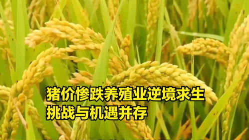 豬價震蕩下行，養(yǎng)殖業(yè)如何破局？——探析“糧食-飼料-養(yǎng)殖”產(chǎn)業(yè)鏈的挑戰(zhàn)與機遇