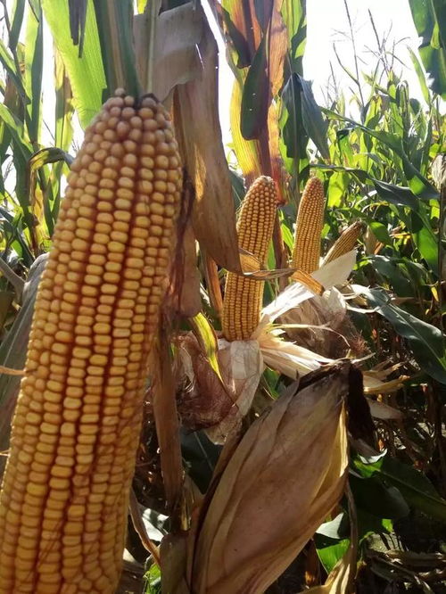 多因素支撐下玉米價格持續(xù)走強，糧食收購市場何時能突破2000元大關(guān)？