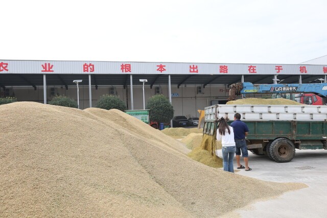 湖南省早稻收購(gòu)全面推進(jìn) 預(yù)約收購(gòu)模式全省推廣應(yīng)用