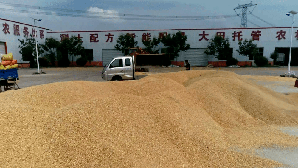 搶救返潮糧 減少農(nóng)戶和糧企損失