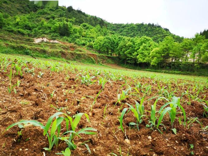 建成后,加工廠將收購(gòu)全縣的青貯玉米,每小時(shí)可處理草料35噸;處理后的